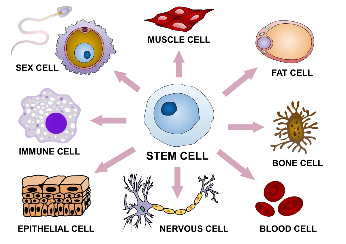 Ilustração da diferenciação de células-tronco em células especializadas do sangue, dos nervos e dos músculos