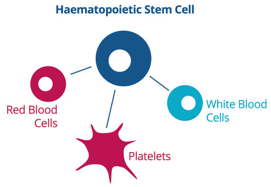 Diagrama de células-tronco hematopoiéticas diferenciando-se em tipos de células sanguíneas