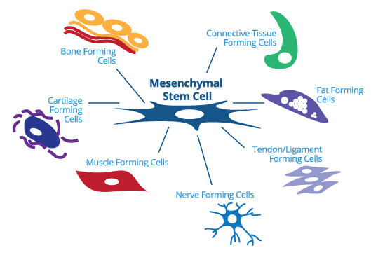 Diagrama de células-tronco mesenquimais diferenciando-se em tecido nervoso, muscular e cartilaginoso