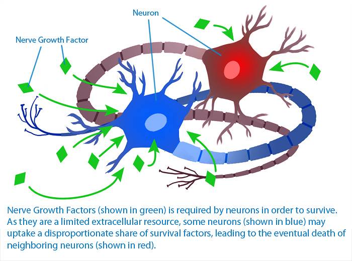 As neurotrofinas NGF e BDNF apoiam o crescimento e a sobrevivência dos neurônios